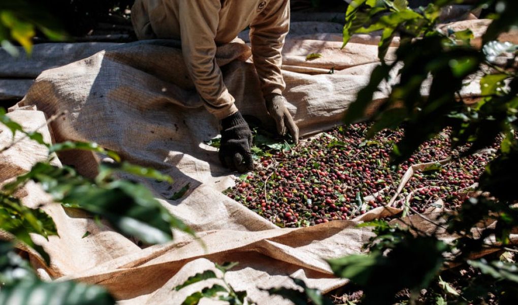 Coffee prices could surge soon as La Nina heat scorches world’s largest crop supply